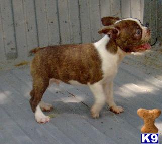 Boston Terrier Puppies for Sale